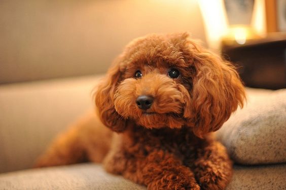 Chăm sóc cho Poodle và những điều cần biết