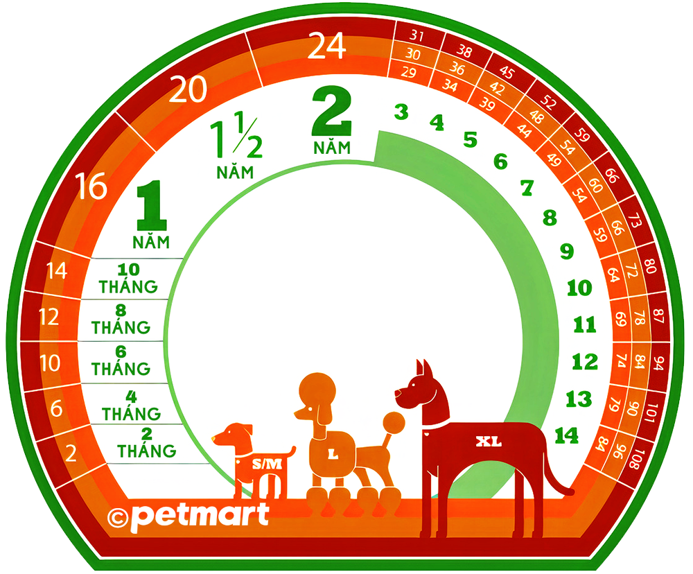 Cách tính tuổi chó