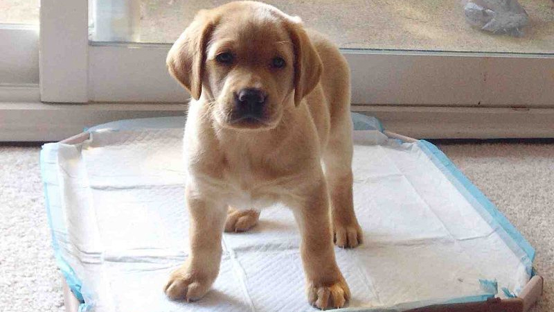 Hướng dẫn chó đi vệ sinh đúng chỗ