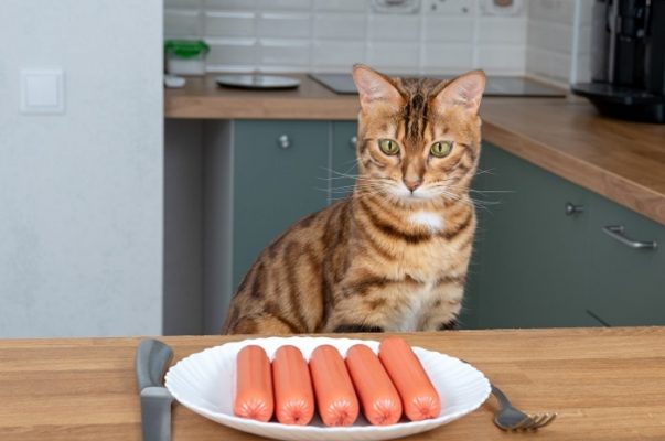 Chó ăn xúc xích được không? Và cách cho chó mèo ăn xúc xích đúng