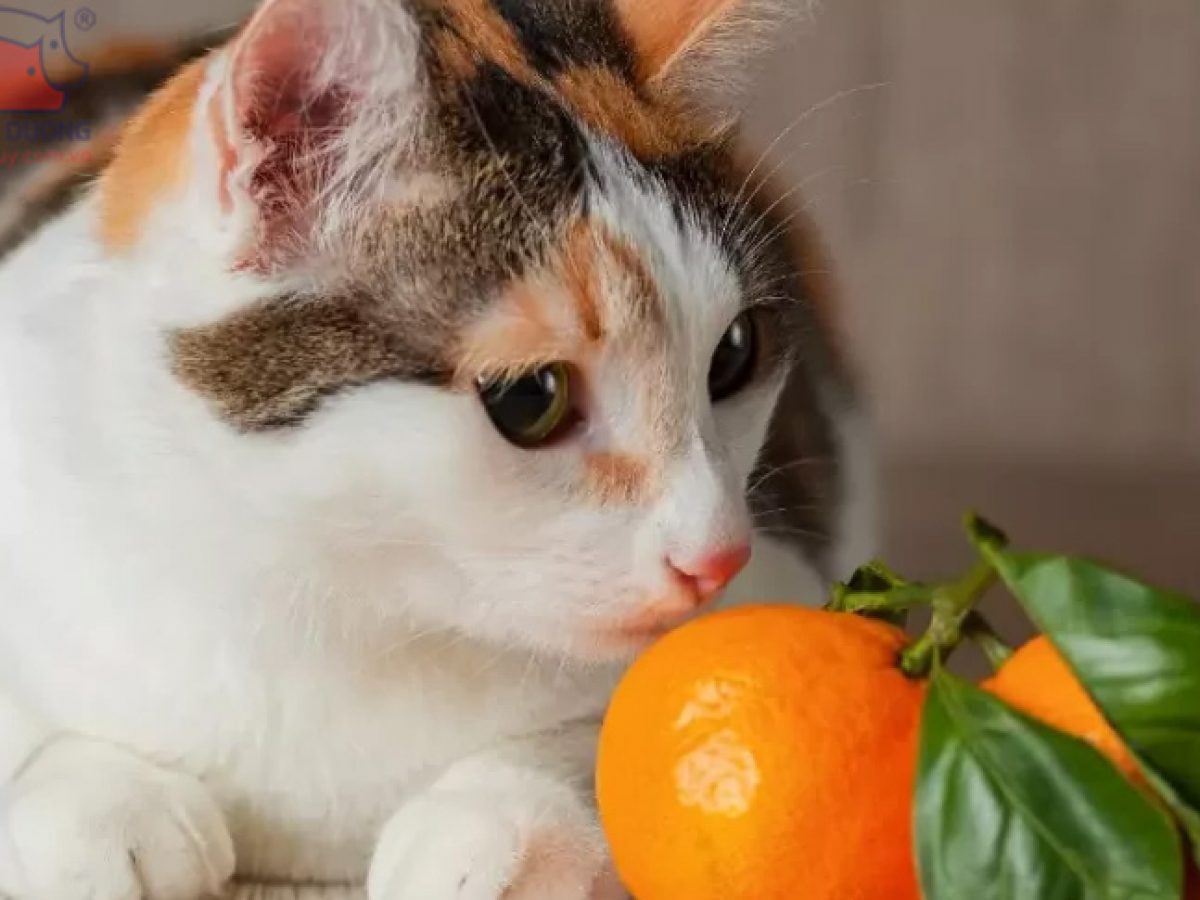 Mèo sợ mùi gì? Tìm hiểu những mùi hương mà loài mèo không thích