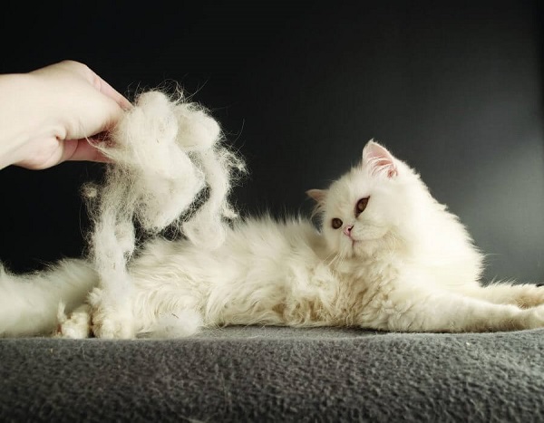 Cách chăm sóc chó mèo bị rụng lông nhiều