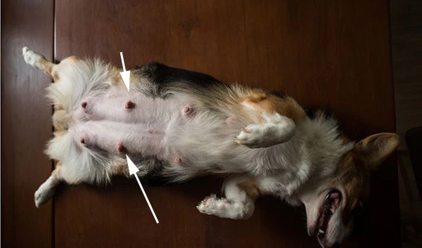 7 dấu hiệu giúp nhận biết chó mang thai chính xác nhất