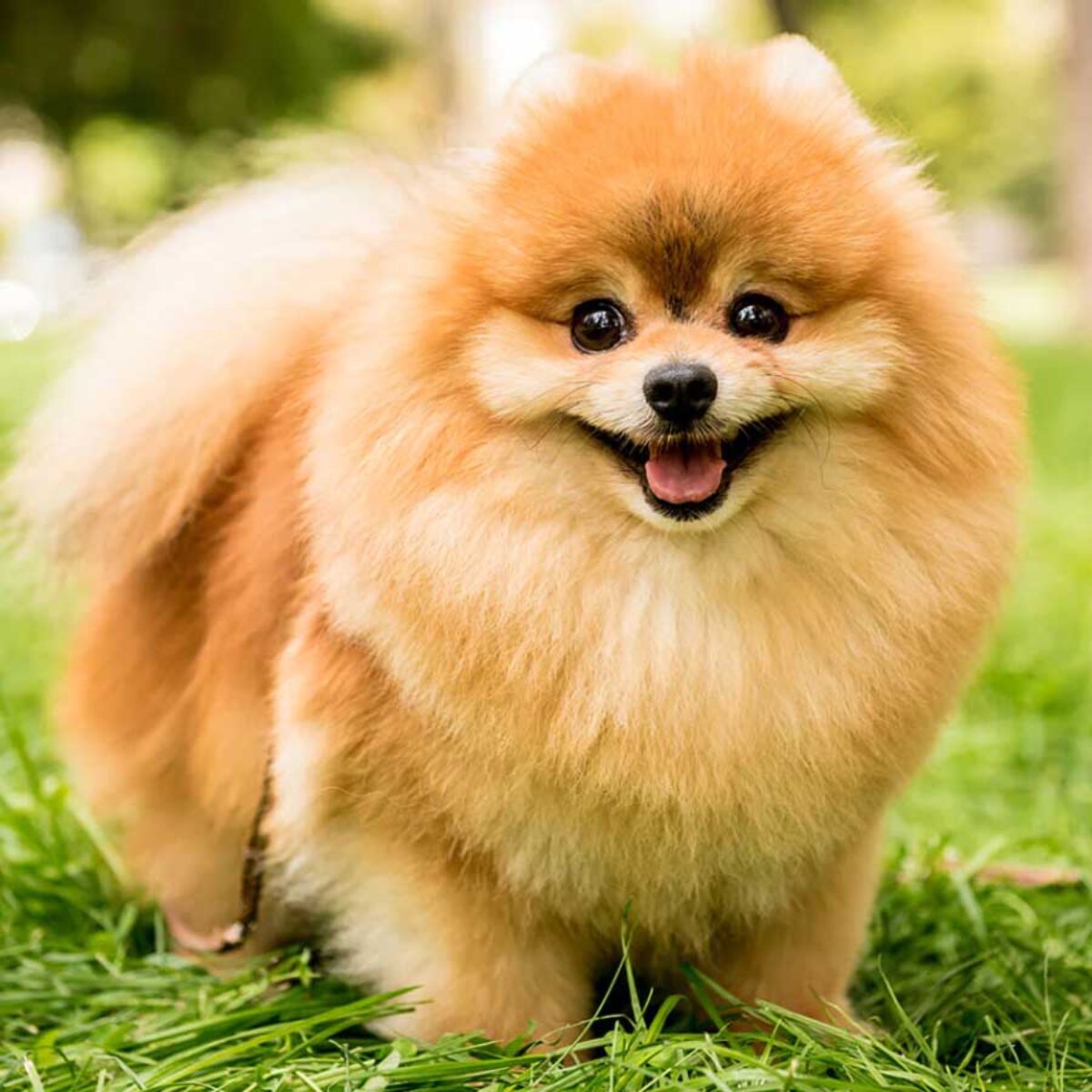 Nuôi Pomeranian cần chú ý điều gì?