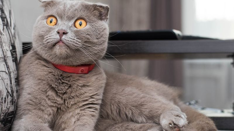 mèo tai cụp chân ngắn 