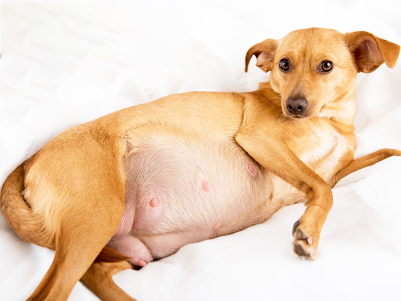 dấu hiệu giúp nhận biết chó mang thai